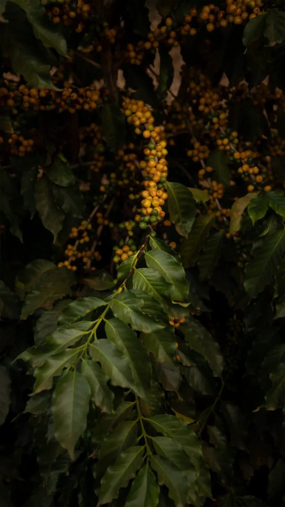 Yellow coffee cherries on the branch
