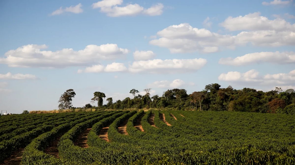 Coffee rows at Fazenda Mi&oacute; with native forest behind