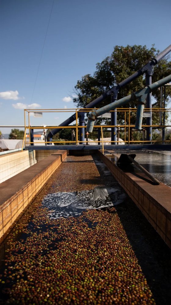 Coffee cherries in the processing channels at Mi&oacute;